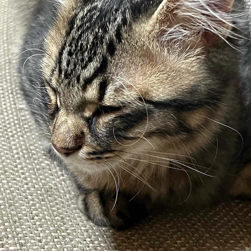 f:id:sato_sititendo:20211218094355j:image f:id:sato_sititendo:20211218094355j:image