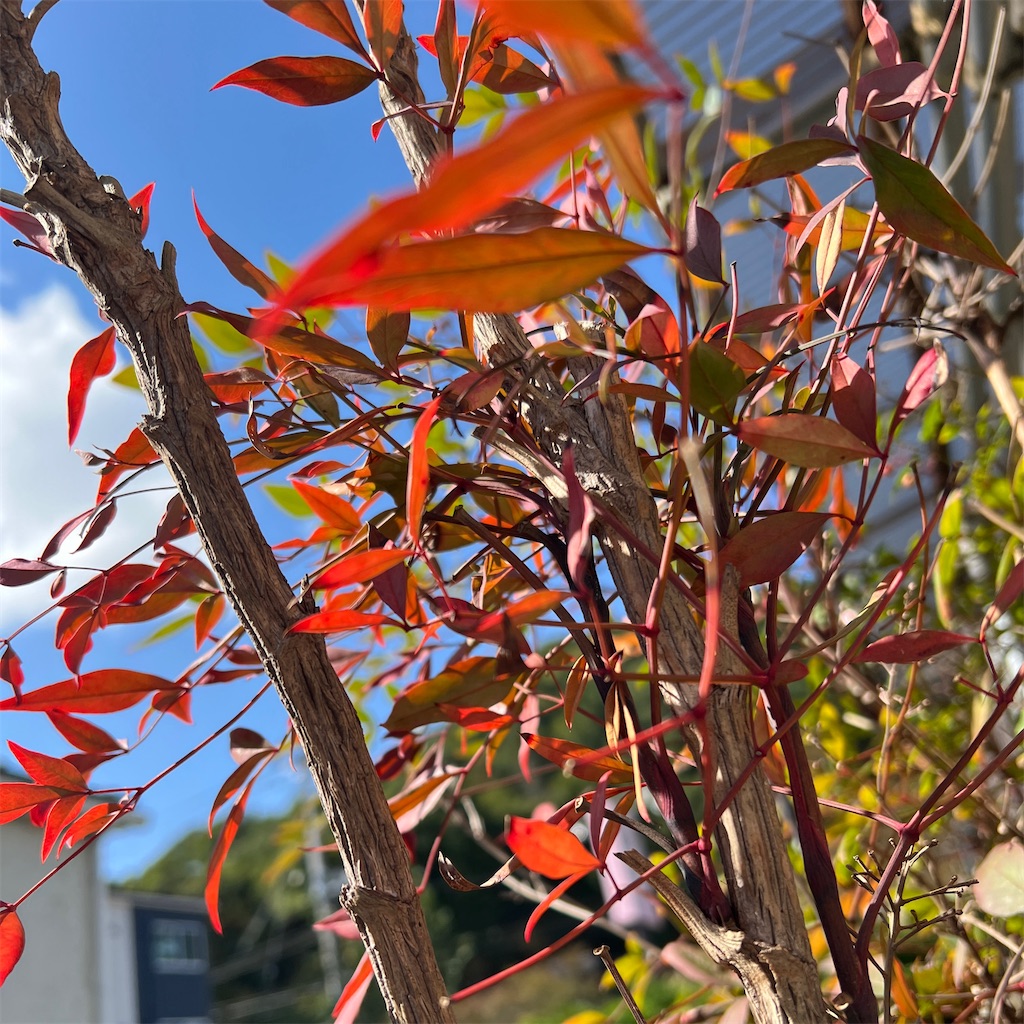 f:id:sato_sititendo:20241025113315j:image f:id:sato_sititendo:20241025113315j:image