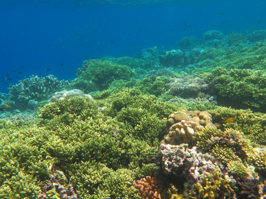 f:id:satodiving:20180827140728j:plain f:id:satodiving:20180827140728j:plain