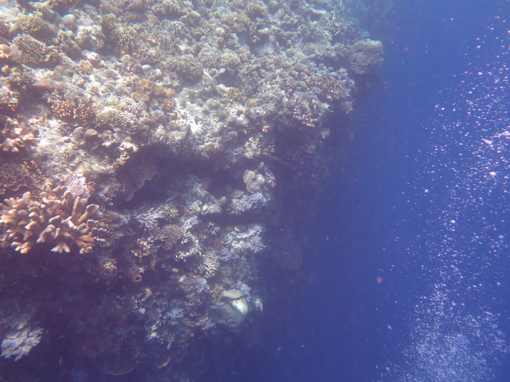 f:id:satodiving:20180827140958j:plain f:id:satodiving:20180827140958j:plain