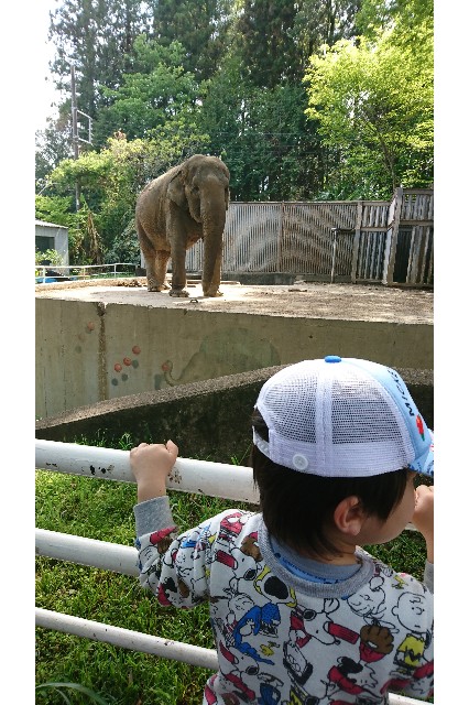 f:id:satofumyo:20190616043552j:plain ゾウを見る子