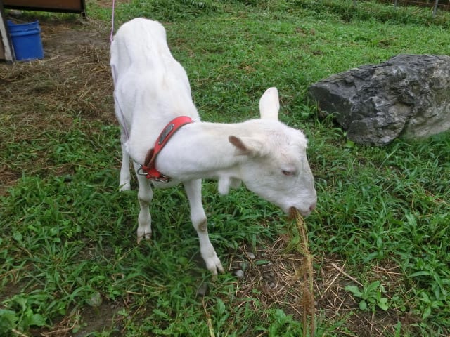 サツマイモのツルを食べる