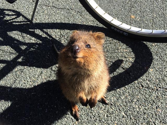 世界一幸せな動物 クオッカワラビー に会いに行こう 環境スペース スタッフブログ