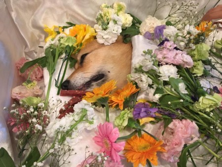 f:id:satokazu116:20180522124251j:image