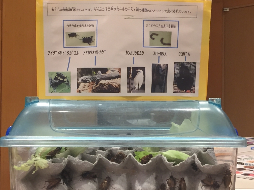 f:id:satokitisnake:20180503235549j:plain f:id:satokitisnake:20180503235549j:plain