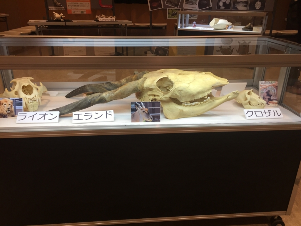 f:id:satokitisnake:20180503235817j:plain f:id:satokitisnake:20180503235817j:plain