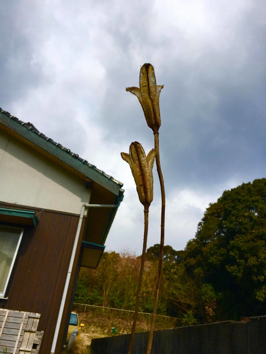 f:id:satokoochiai:20200305153936j:plain f:id:satokoochiai:20200305153936j:plain