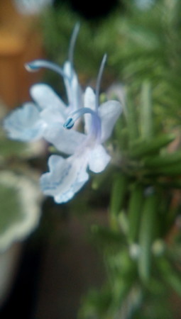 f:id:satomies:20160626194503j:image:w200:left