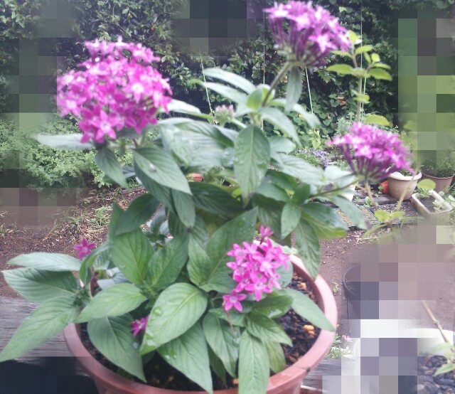 f:id:satomies:20160630100909j:plain f:id:satomies:20160630100909j:plain