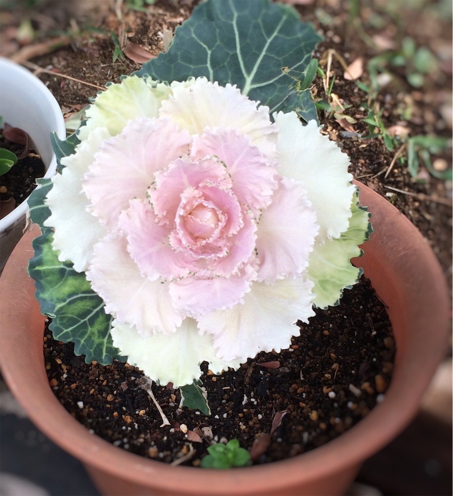 f:id:satomies:20190312094503j:image