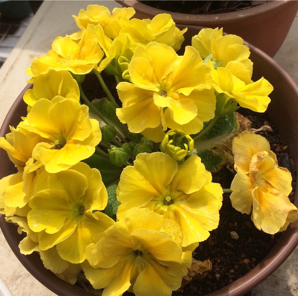 f:id:satomies:20190312094607j:image
