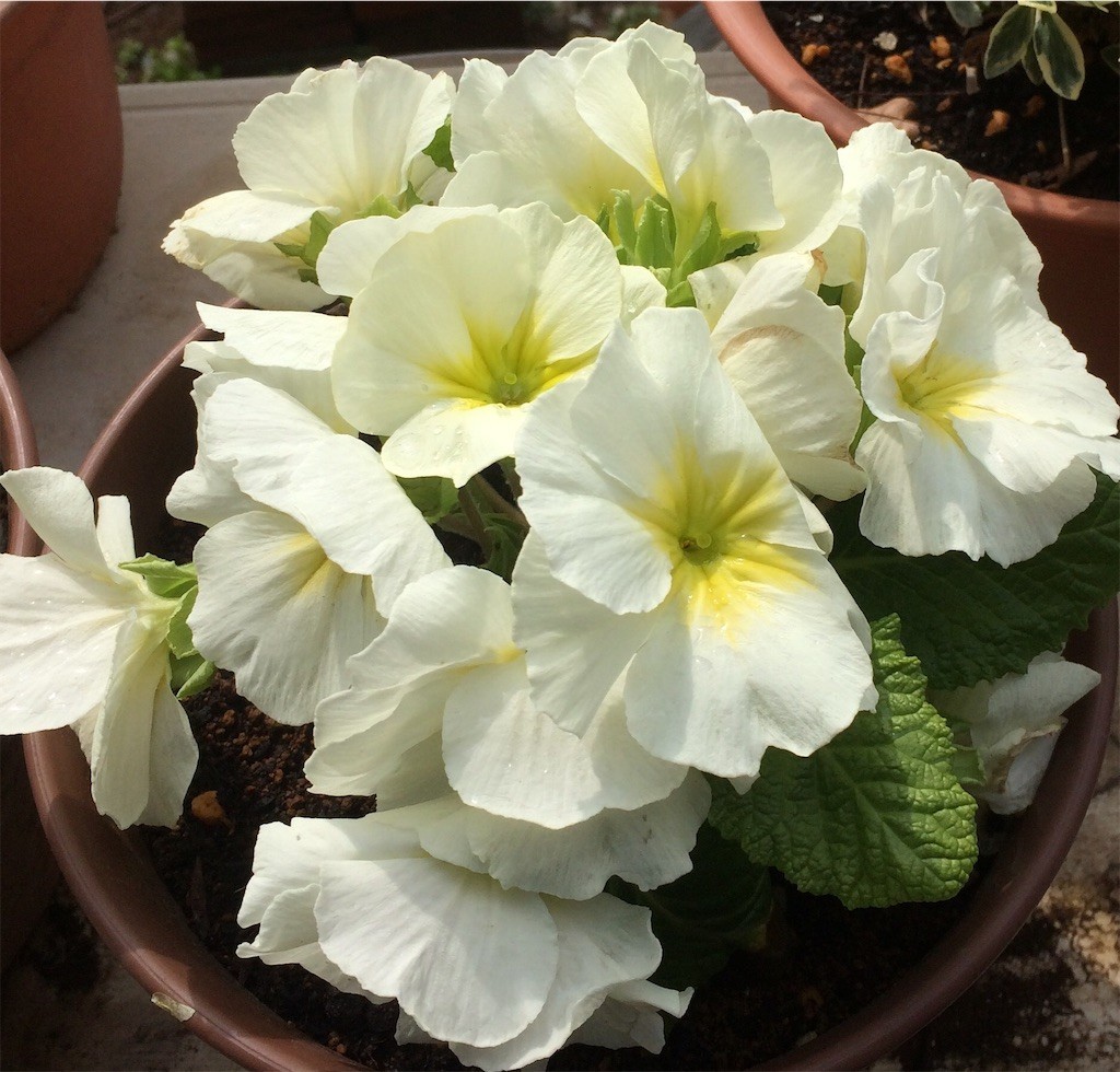 f:id:satomies:20190312094613j:image