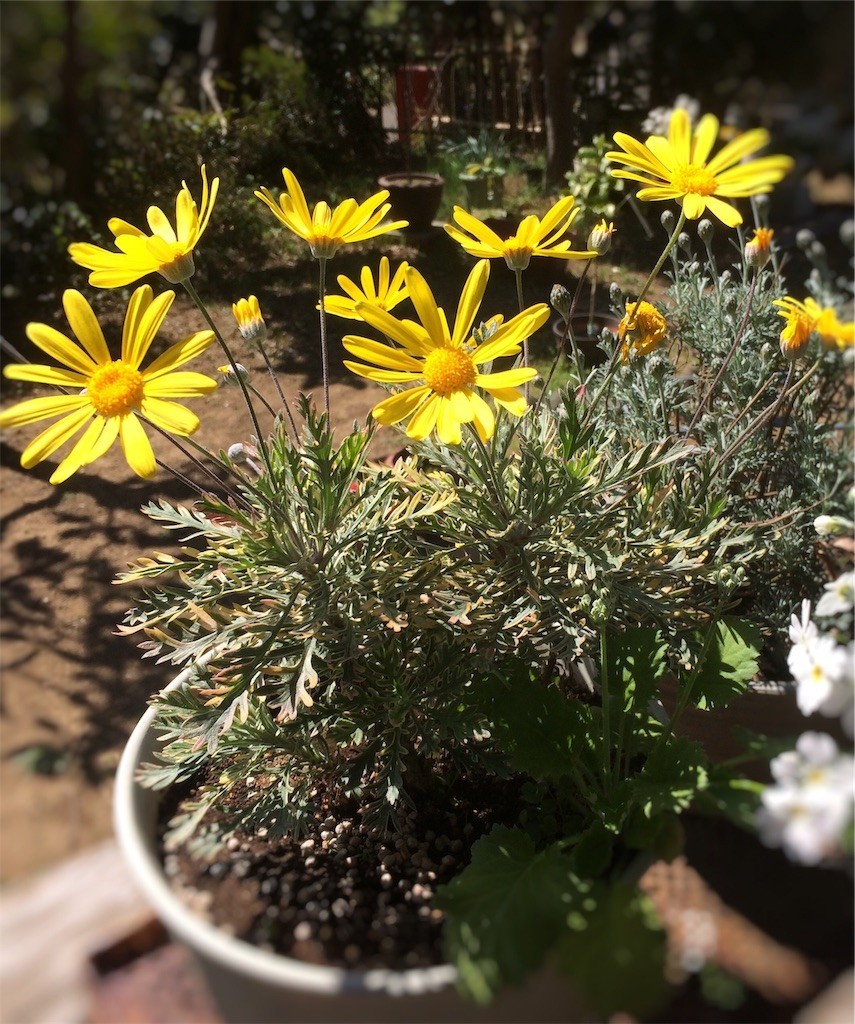 f:id:satomies:20190321225720j:image