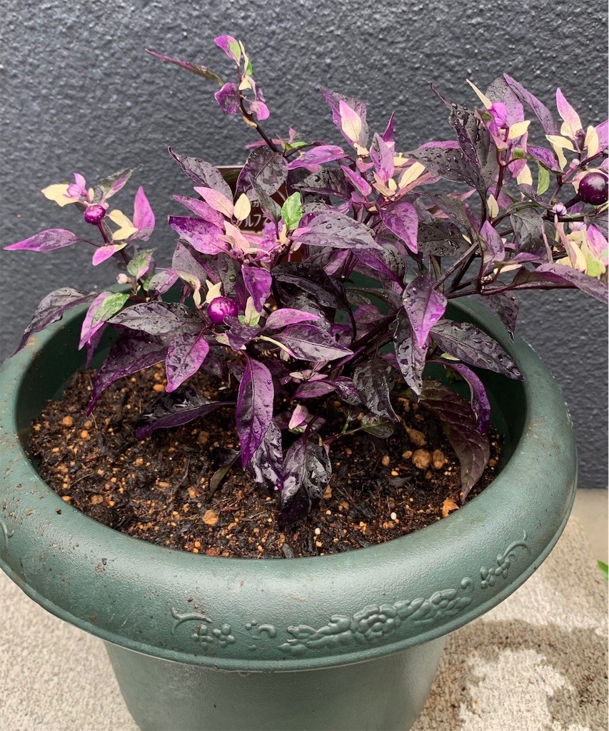f:id:satomies:20190720072524j:image