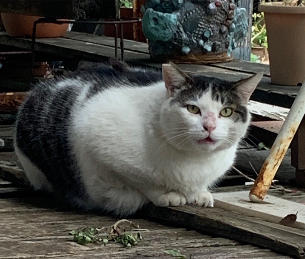 f:id:satomies:20200531221547j:image:w300 f:id:satomies:20200531221547j:image:w300