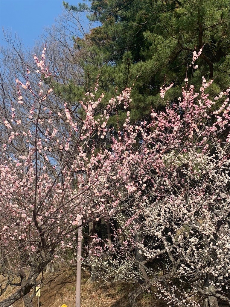 f:id:satomies:20210223222521j:plain