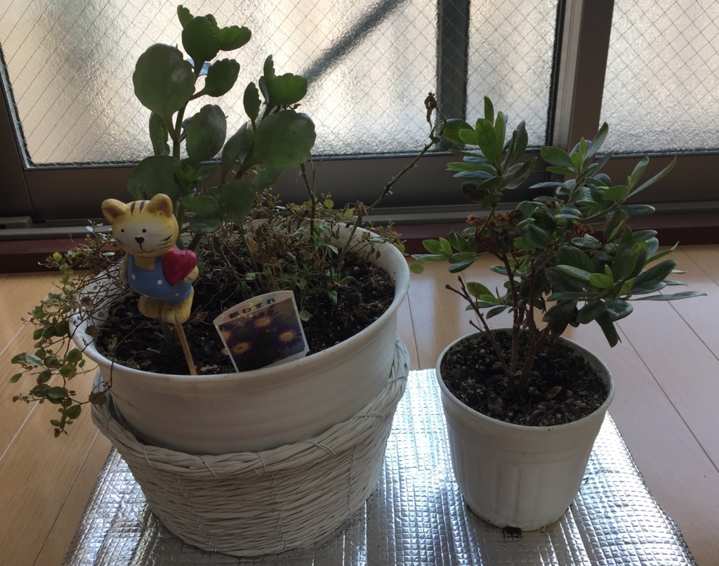 f:id:satomiman10:20170803155223j:plain