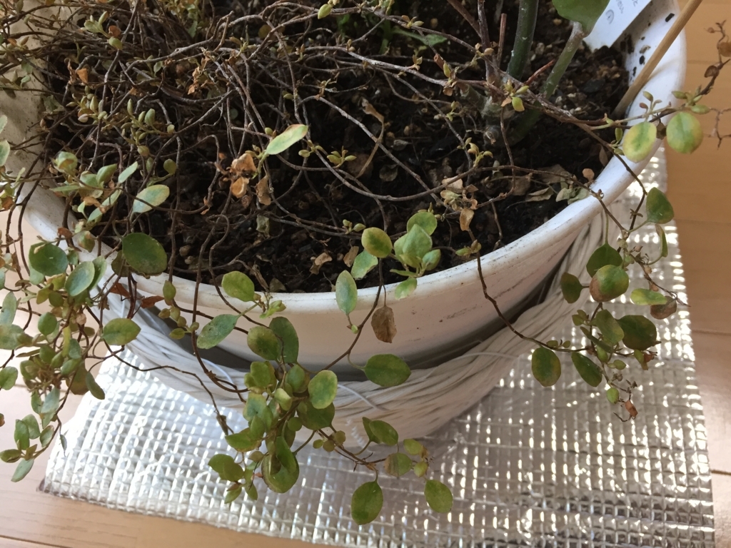 f:id:satomiman10:20170803155252j:plain