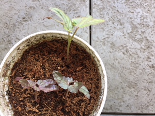 f:id:satomiman10:20180527192750j:plain