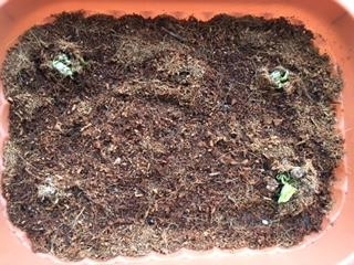 f:id:satomiman10:20180527194519j:plain