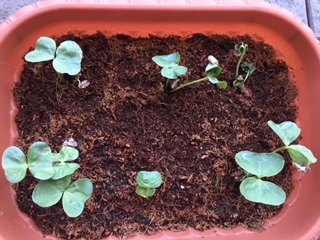 f:id:satomiman10:20180527194616j:plain