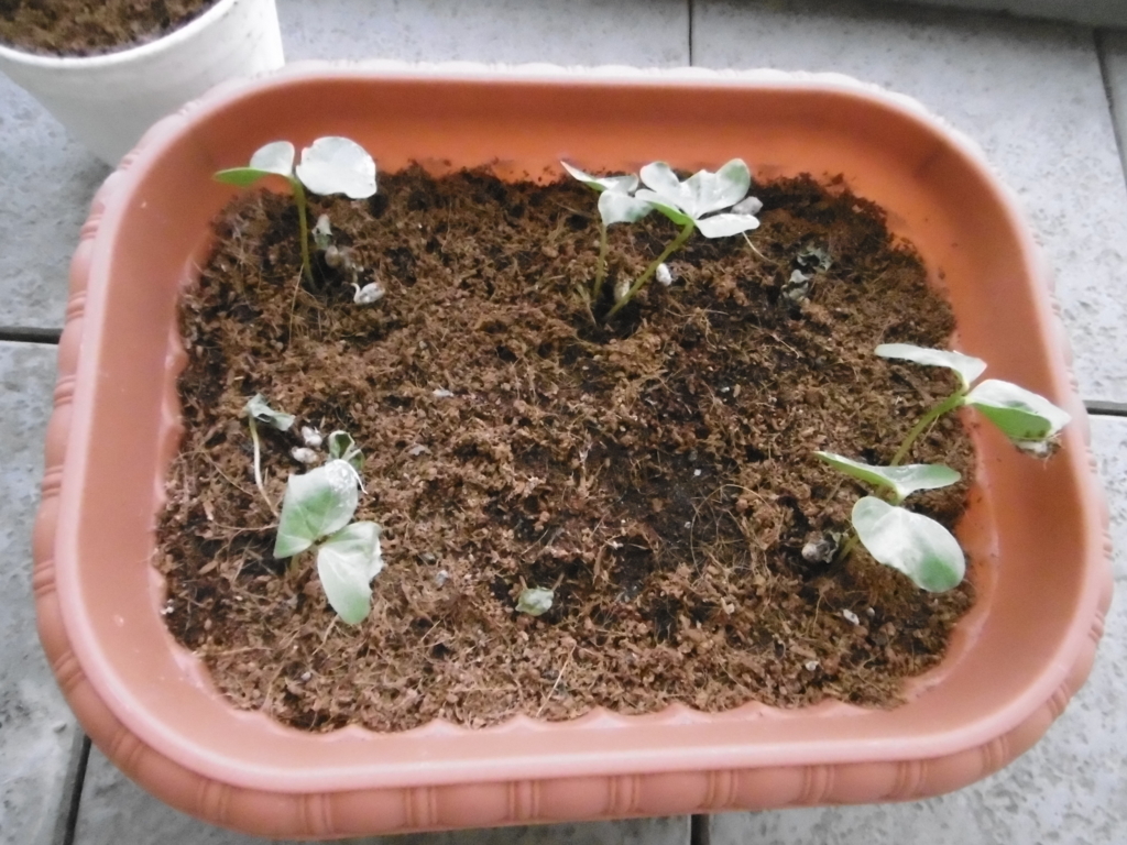 f:id:satomiman10:20180527194958j:plain