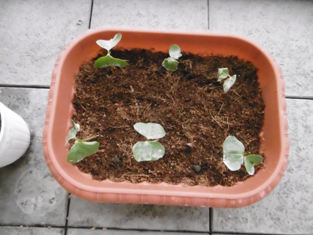 f:id:satomiman10:20180527195240j:plain