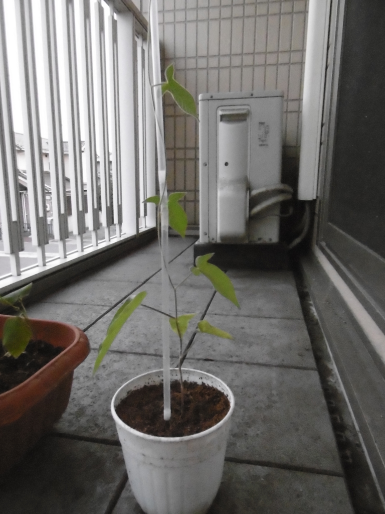 f:id:satomiman10:20180727193530j:plain