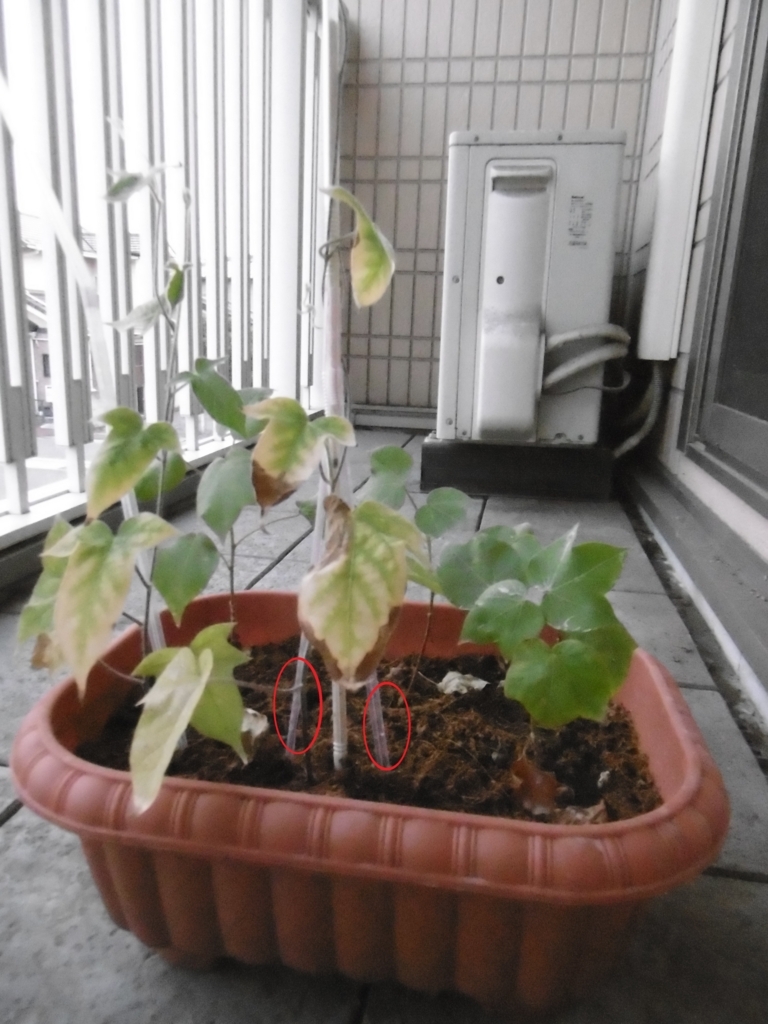 f:id:satomiman10:20180727201826j:plain