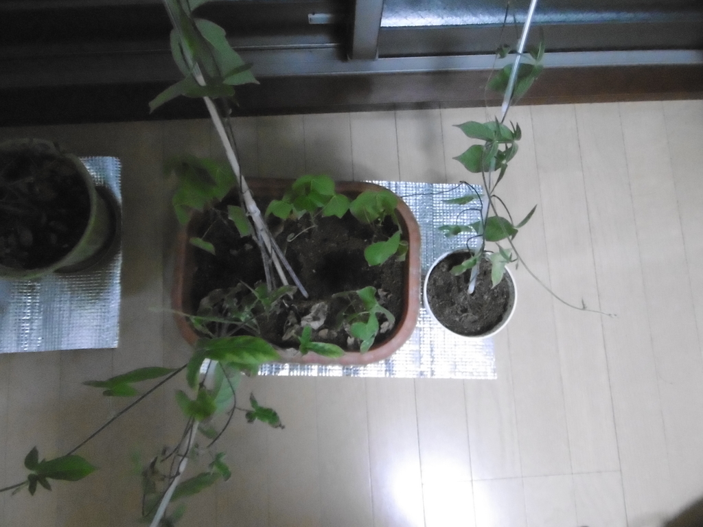 f:id:satomiman10:20180904181131j:plain