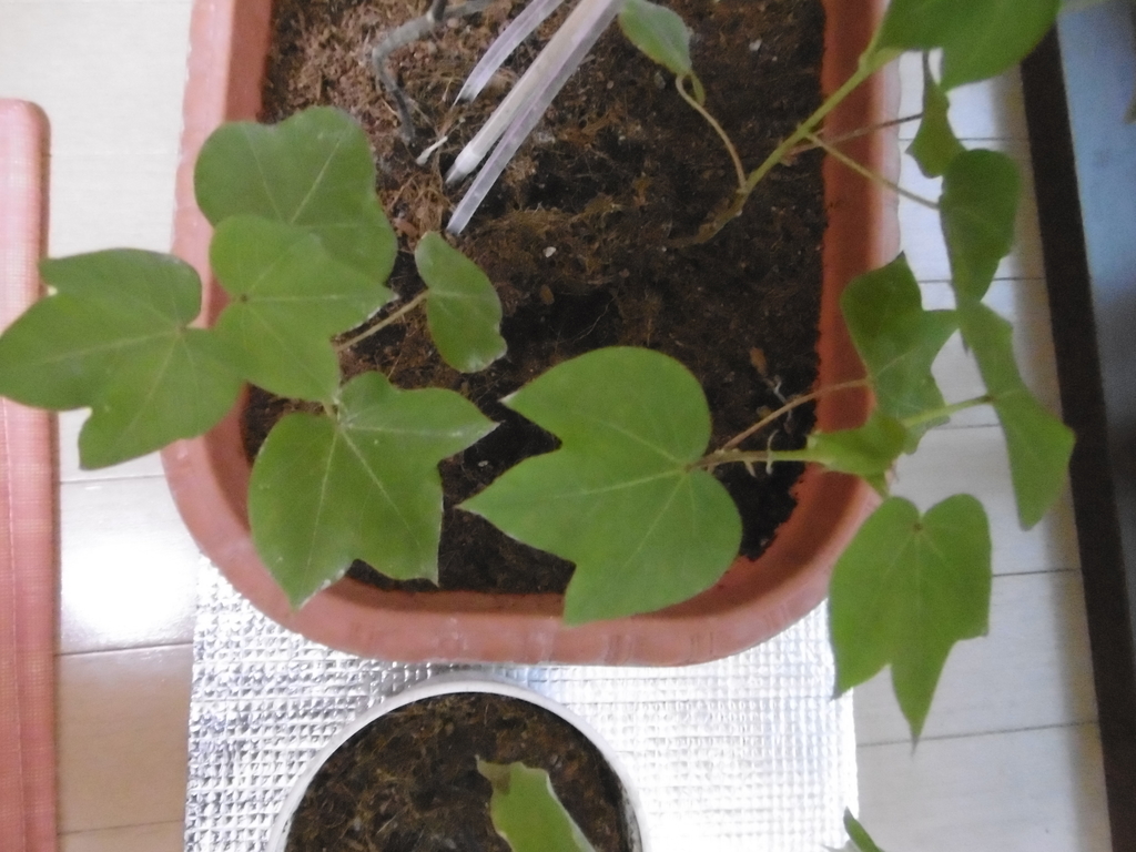 f:id:satomiman10:20180904182324j:plain