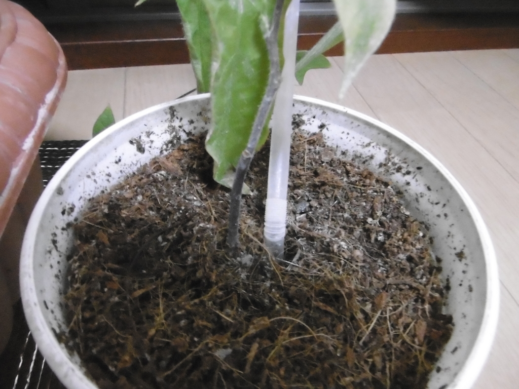 f:id:satomiman10:20180904183715j:plain