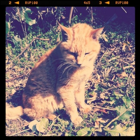 f:id:satominto:20110423142126j:image:w220 f:id:satominto:20110423142126j:image:w220