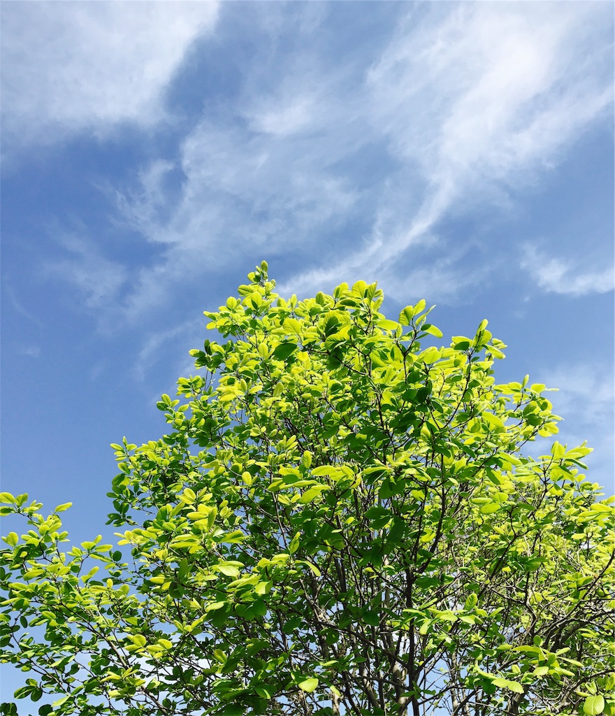 f:id:satomiwagarden:20170518001827j:image f:id:satomiwagarden:20170518001827j:image