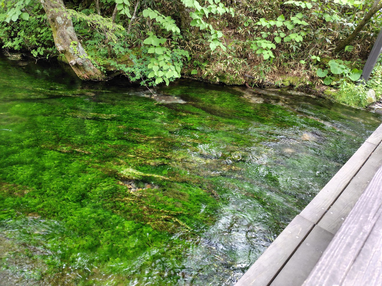 f:id:satomori17sdj:20260625152115j:image f:id:satomori17sdj:20260625152115j:image