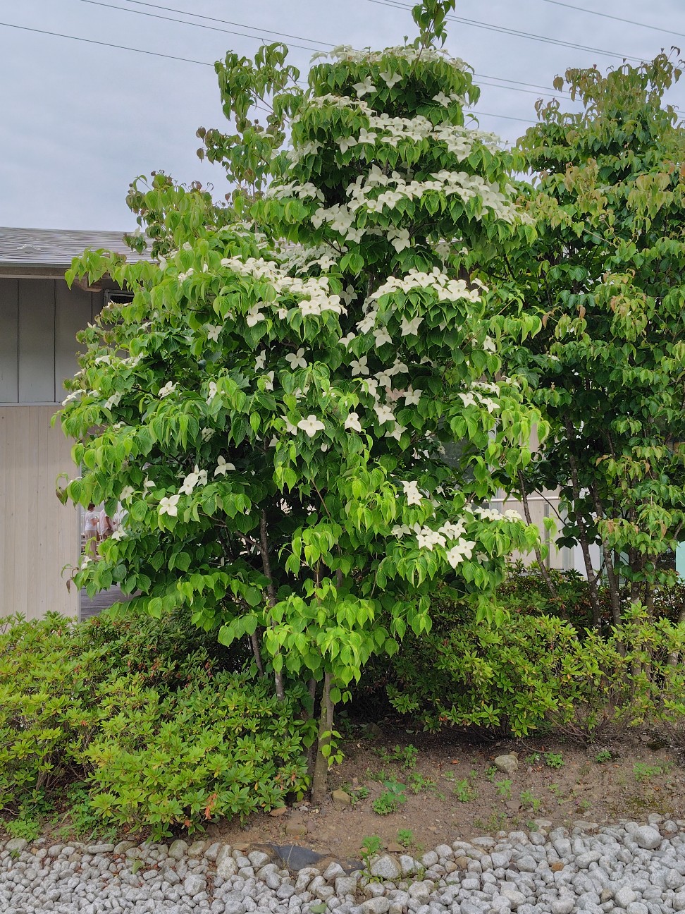 f:id:satomori17sdj:20260704114106j:image f:id:satomori17sdj:20260704114106j:image