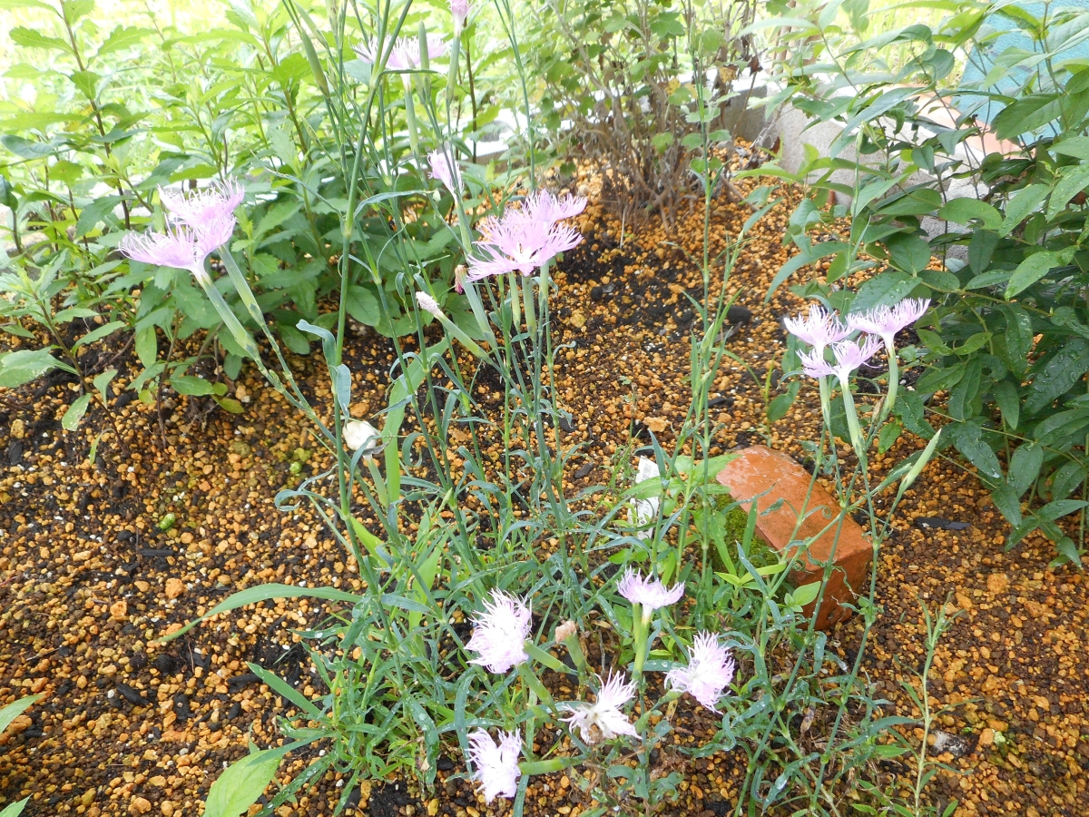 ガンピとは 動植物の人気 最新記事を集めました はてな
