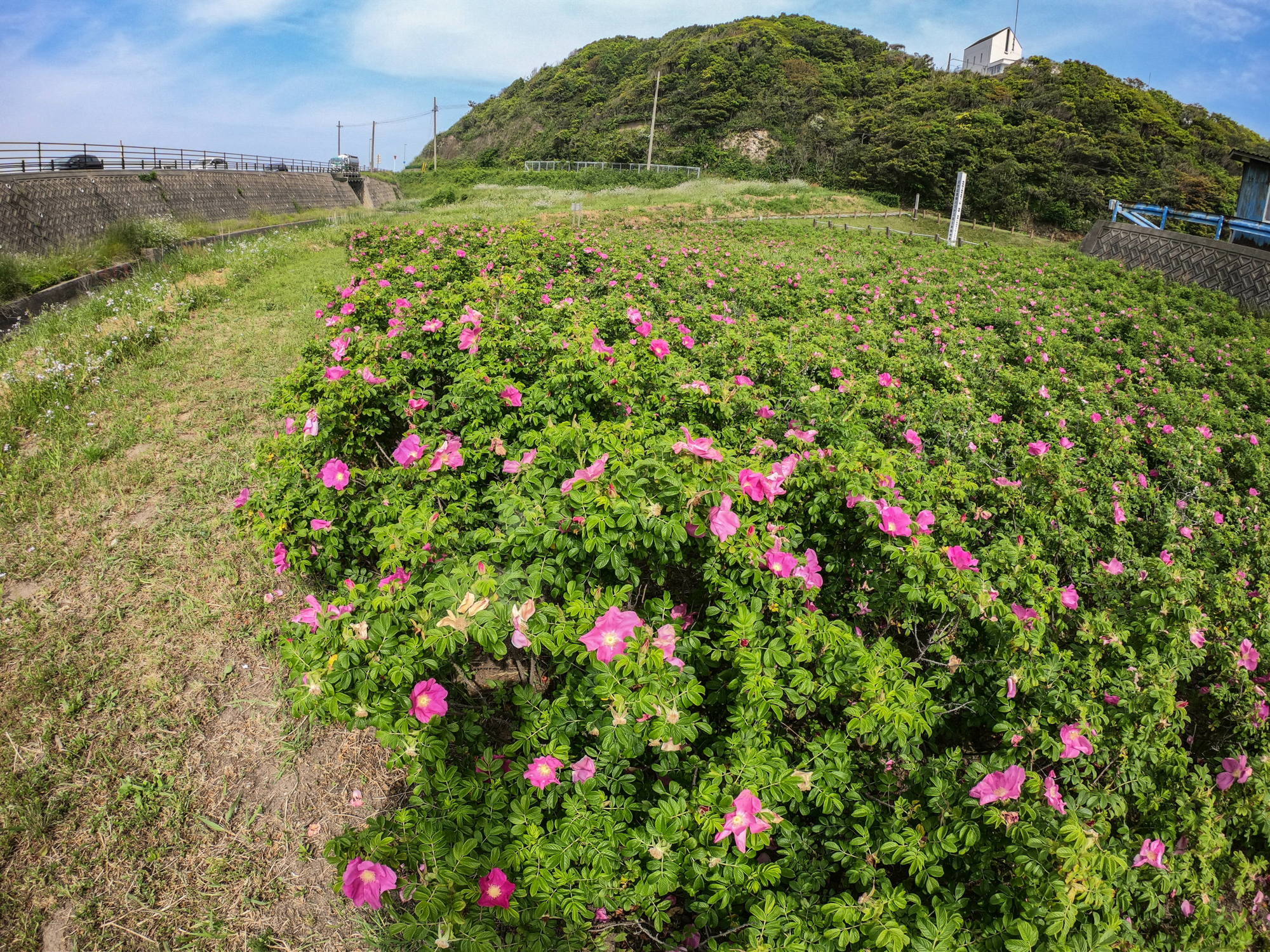 f:id:satonoshiki:20190514204532j:plain