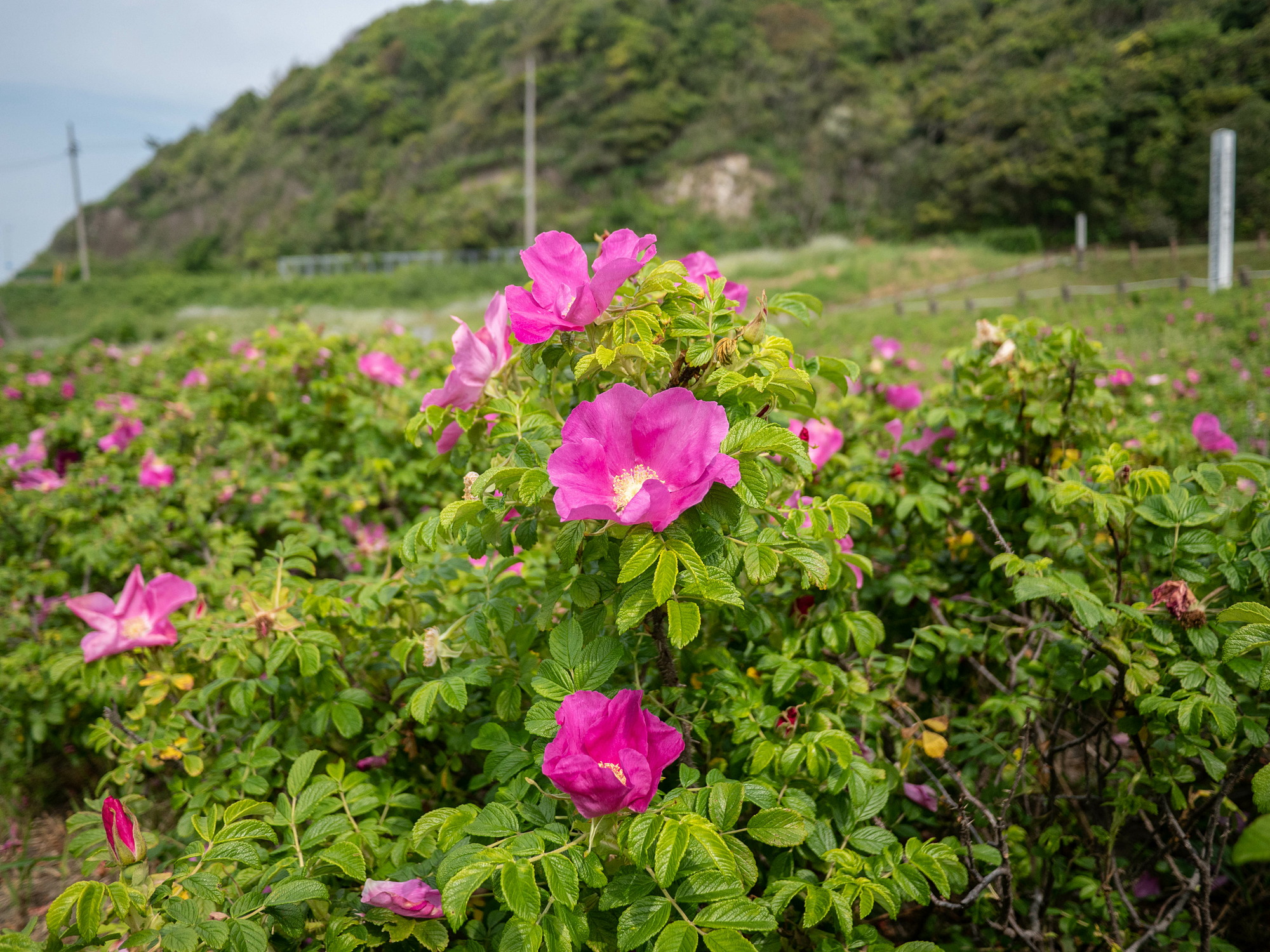 f:id:satonoshiki:20190514205003j:plain