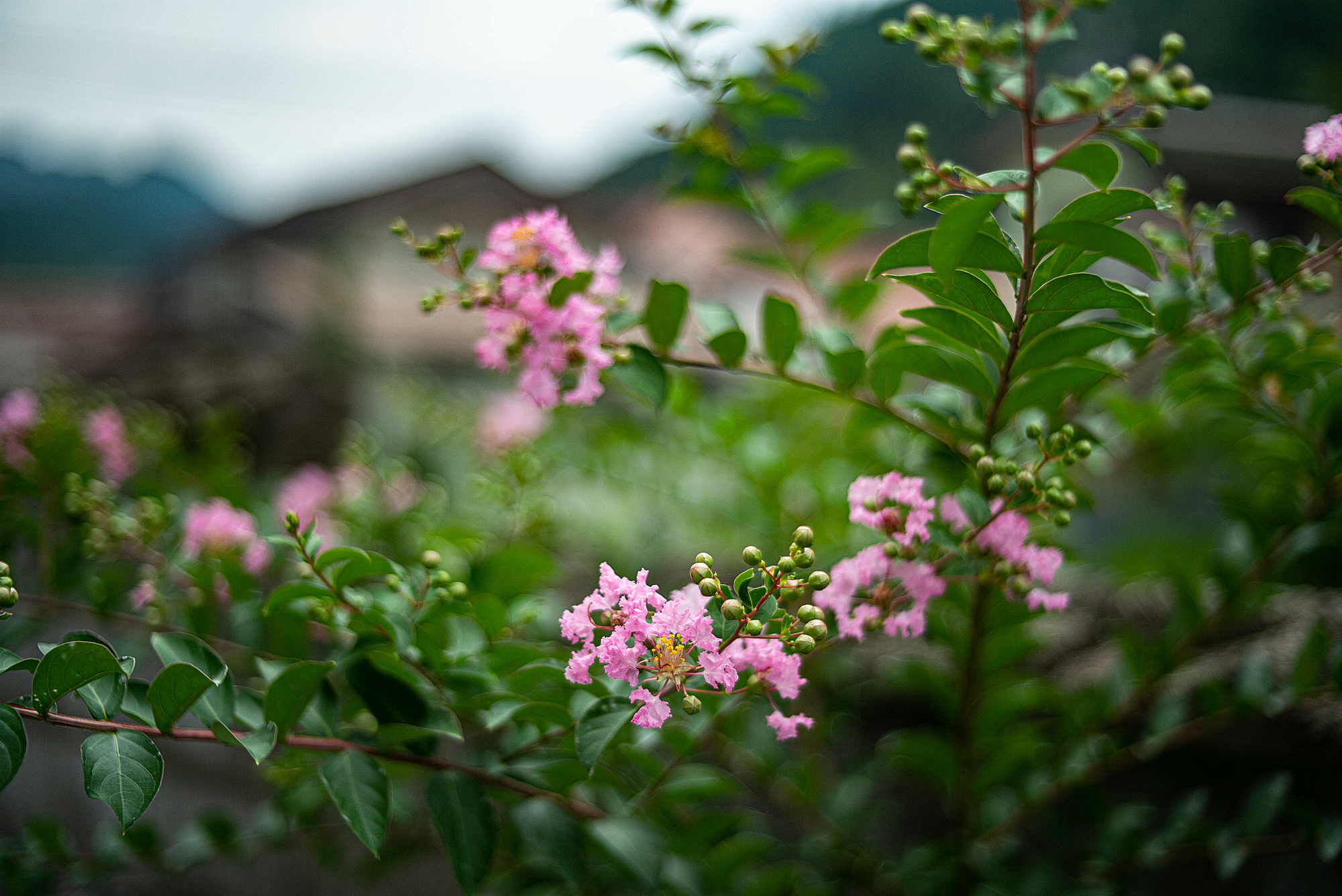 f:id:satonoshiki:20190806202953j:plain