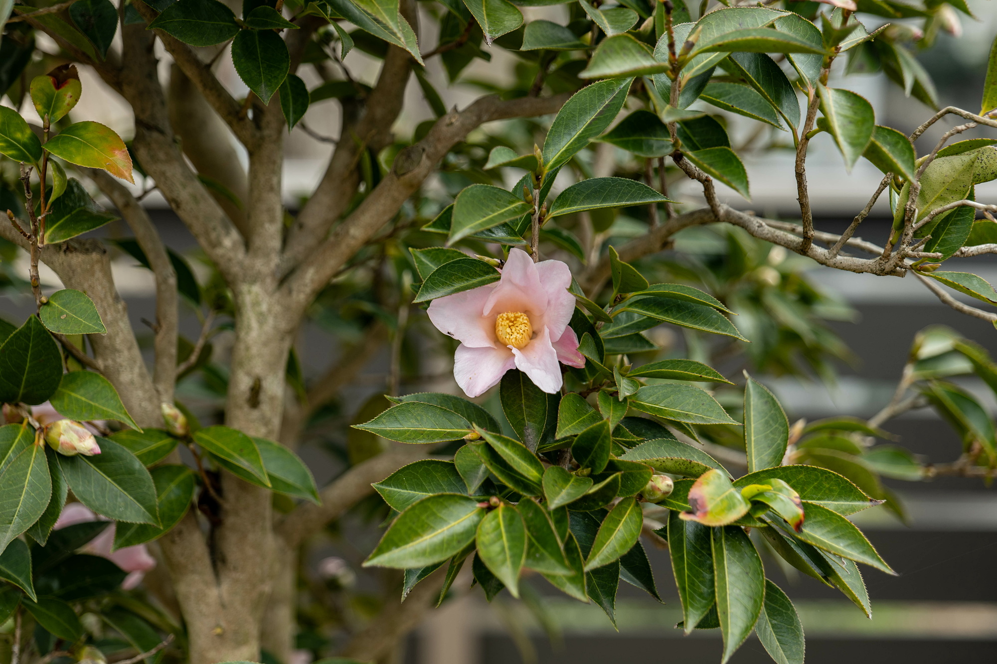 侘助植木 – 寒咲赤助 植え方 – YNVHU