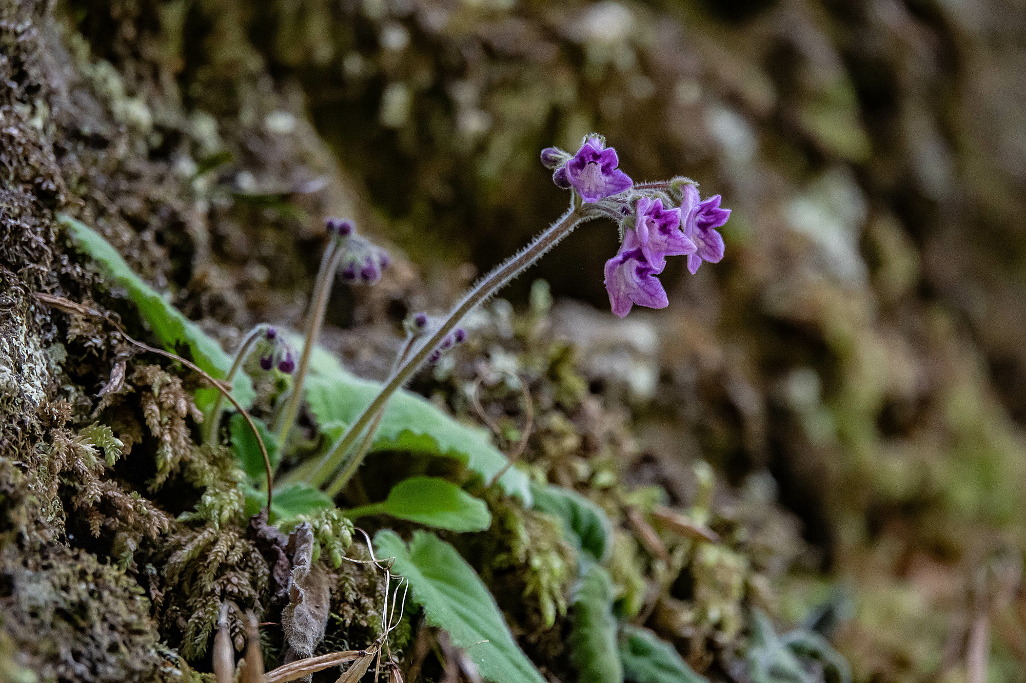 【速達】希少　赤斑紫人字　山野草　ジンジソウ　人字草　イワタバコ　イワギリソウ 園芸ネット本店｜人字草：斑入赤葉人字草2.5-3号ポット の通販【公式】