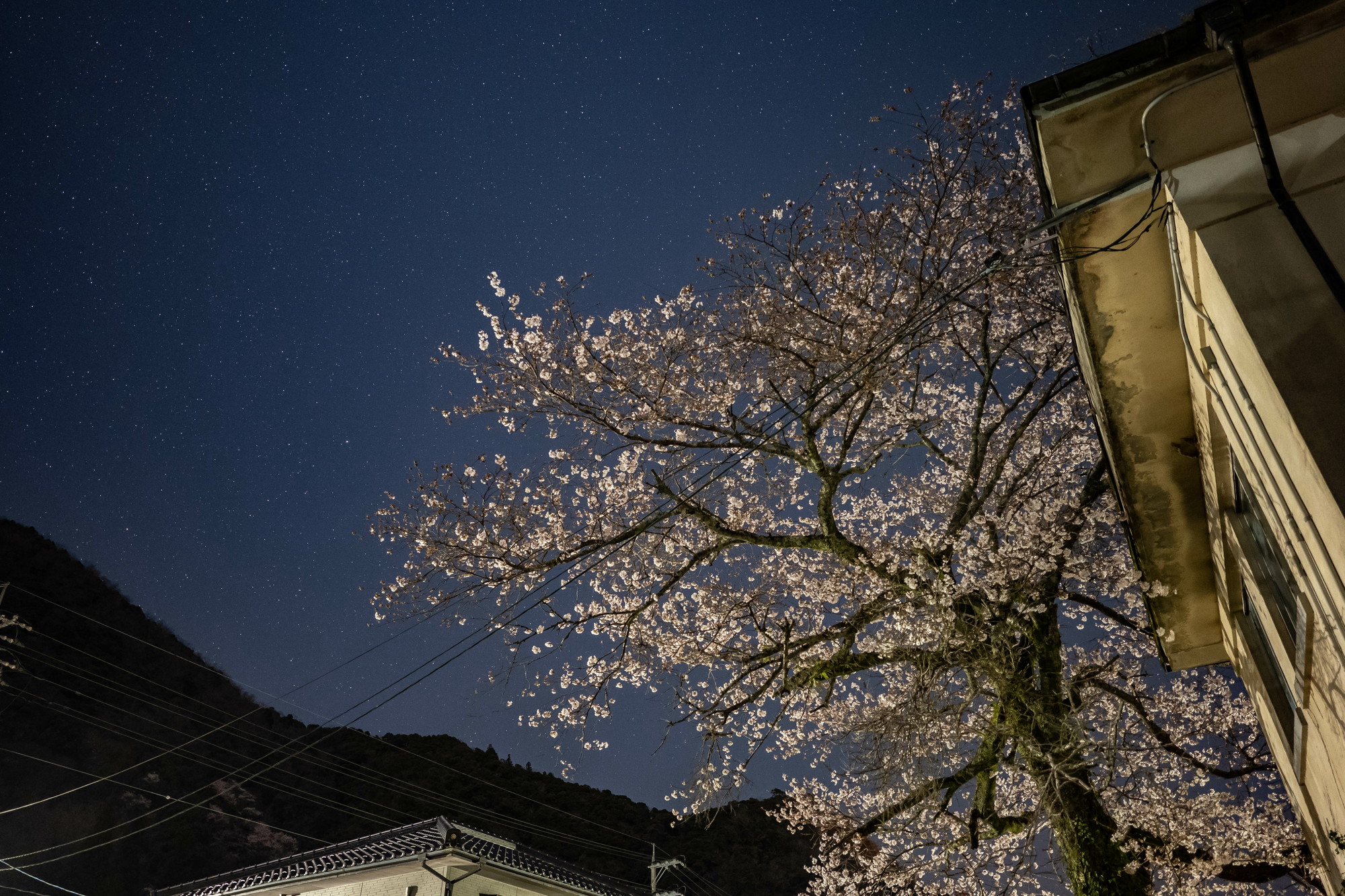 f:id:satonoshiki:20210322214736j:plain