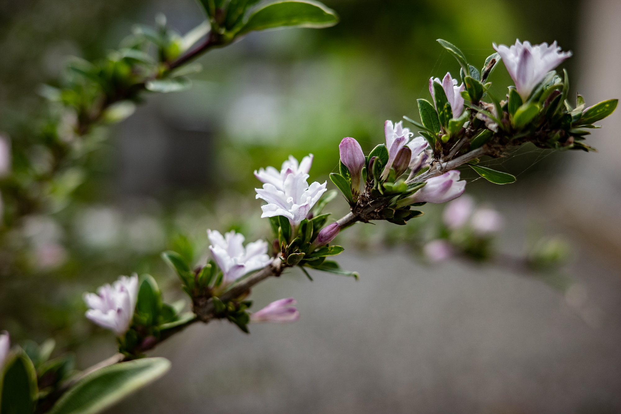 ハクチョウゲ 白丁花 田舎もんの電脳撮影日記