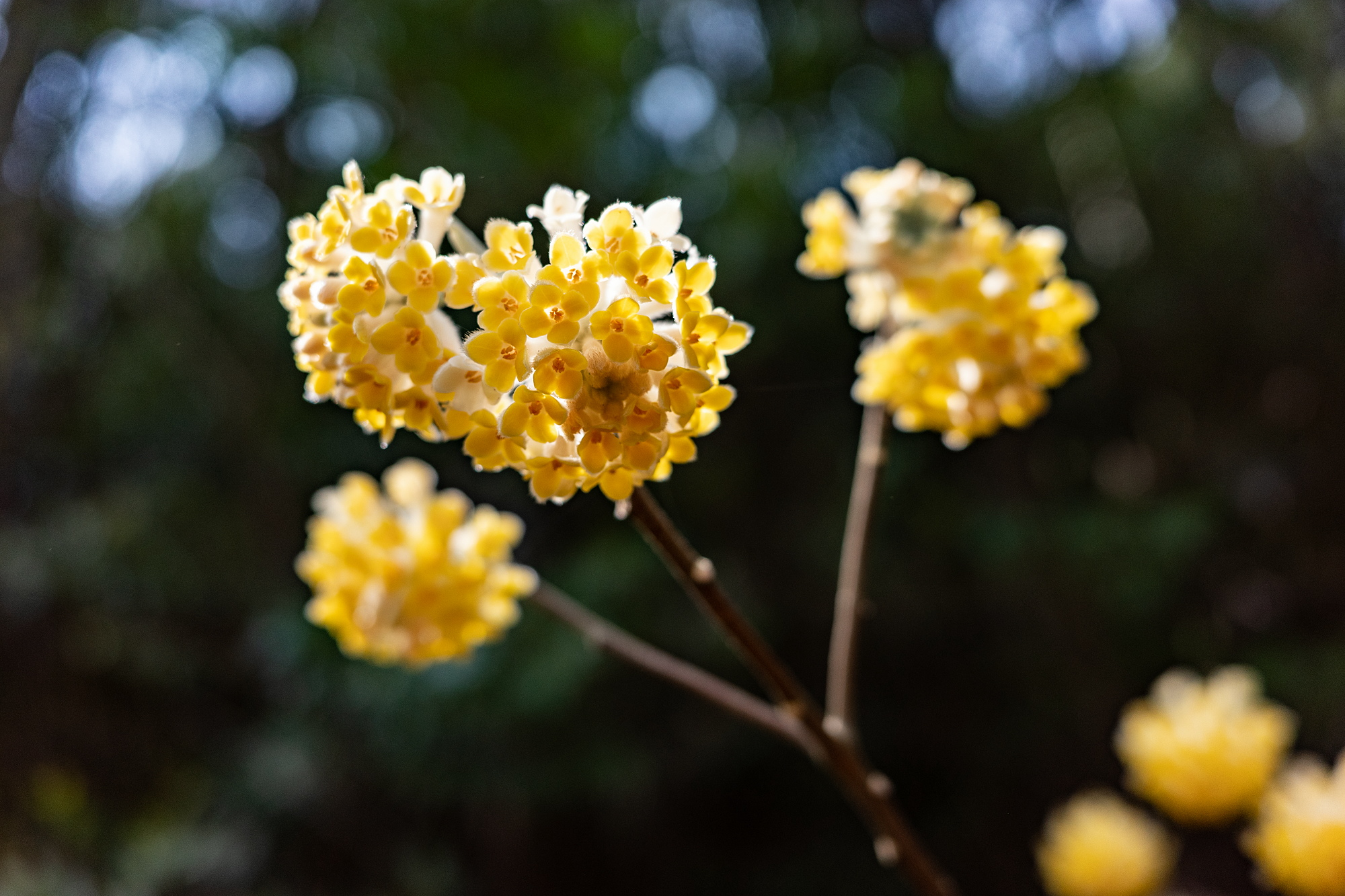 三椏の花 _ 紅花ミツマタ – CIGKS