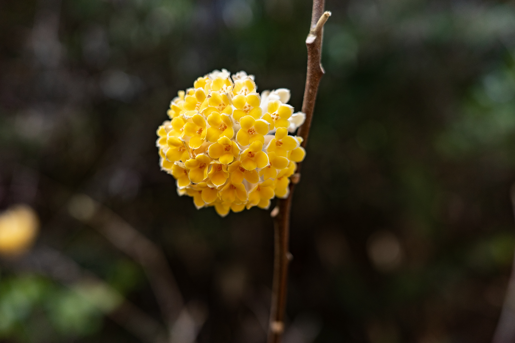 ミツマタ（三椏）の花 - 田舎もんの電脳撮影日記