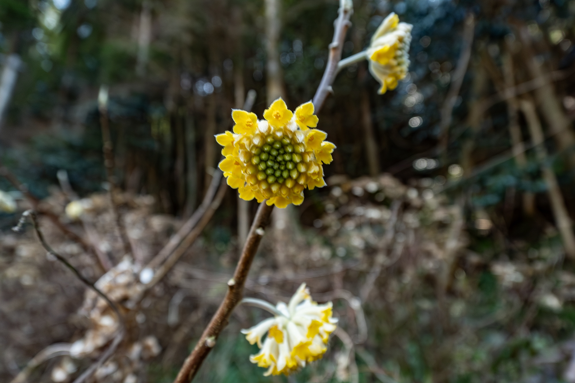ミツマタ（三椏）の花 - 田舎もんの電脳撮影日記