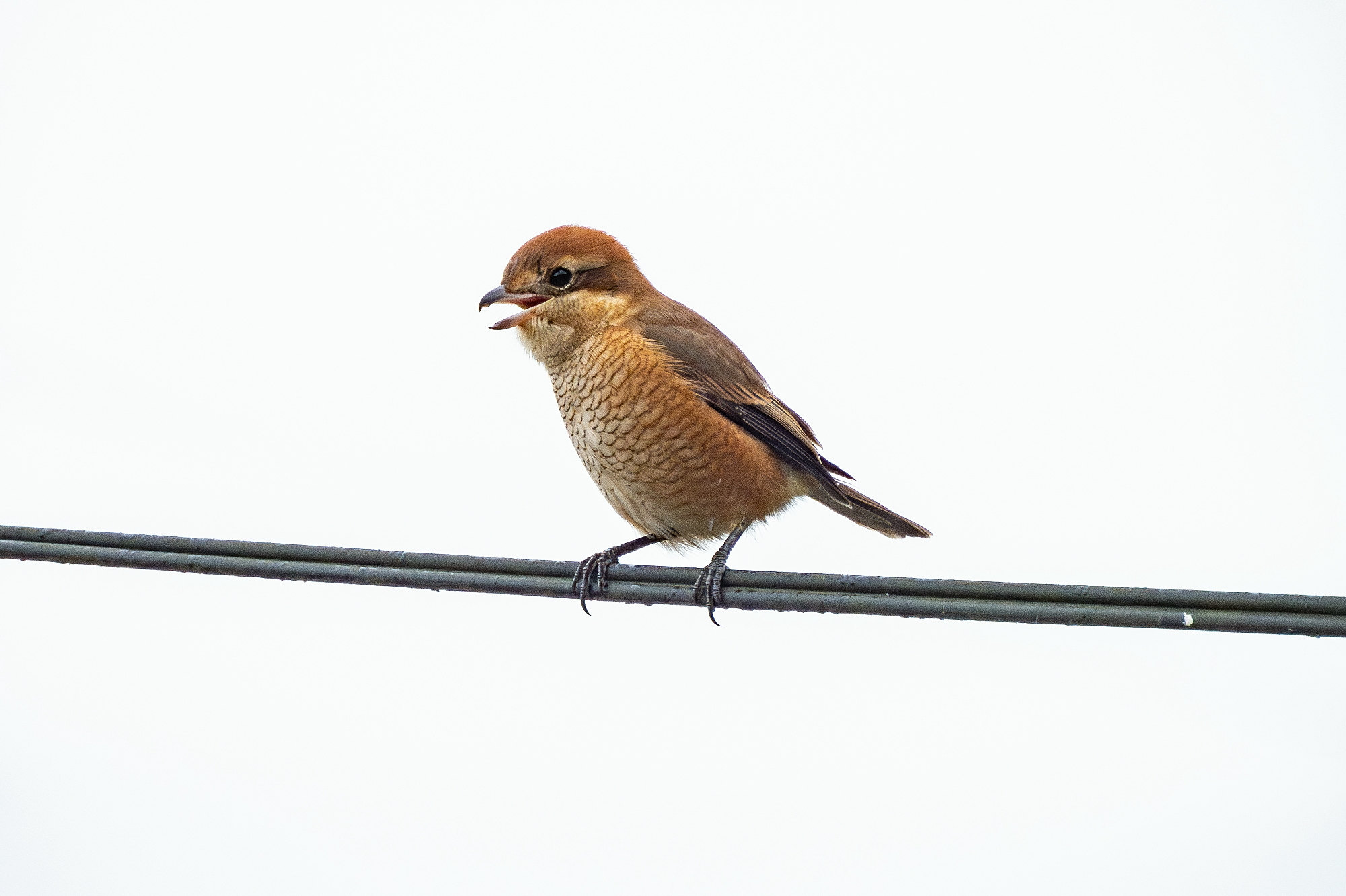 モズ(百舌鳥) - 田舎もんの電脳撮影日記