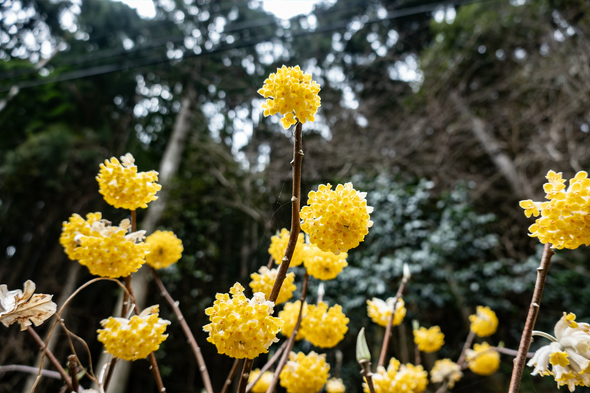 ミツマタ（三椏）の花 - 田舎もんの電脳撮影日記