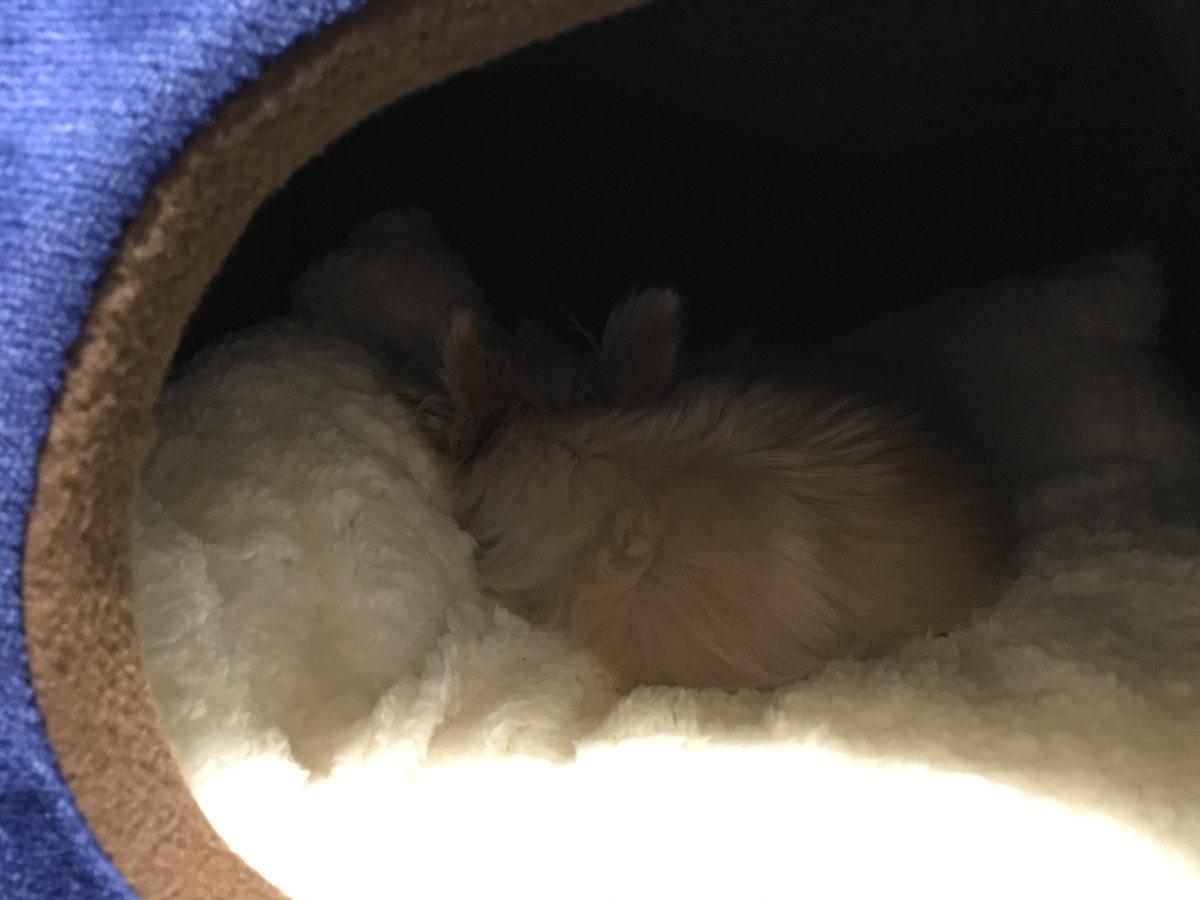 f:id:satonou:20191214085210j:plain